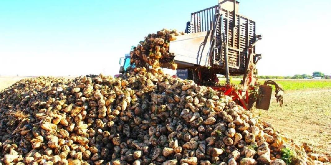 Sulaması gübrelemesi her şeyi titizlikle yapılıyor, verimi bol alınıyor! Çiftçinin göz bebeği:Makinelerle kolayca hasat ediliyor 2